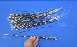 50 Porcupine quills 13 to 19 inches for $40