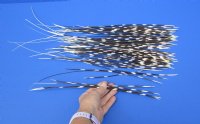 50 Porcupine quills 11 to 20 inches - You are buying the quills shown for $40