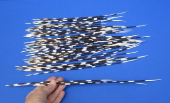 50 Porcupine quills 11 to 15 inches - You are buying the quills shown for $40