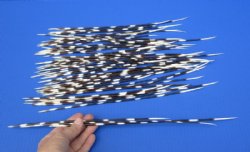 50 Porcupine quills 11 to 15 inches - You are buying the quills shown for $40