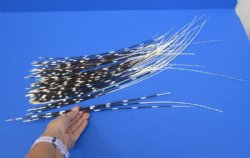 50 Porcupine quills 13 to 25 inches for $40