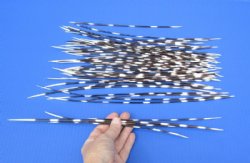 50 Porcupine quills 9 to 14 inches for $40