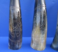 Wholesale Polished Cattle/Cow Horns with Carved Design - 11 inches to 14 inches - 2 pcs @ $14.50 each; 8 pcs @ $13.00 each
