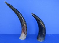 Wholesale Polished Cattle/Cow Horns with Carved Design - 11 inches to 14 inches - 2 pcs @ $14.50 each; 8 pcs @ $13.00 each