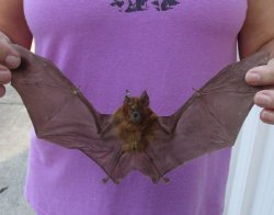 Preserved Intermediate Roundleaf Bat (Hipposideros larvatus) Spread Wings - $45 each; 4 pcs @ $40 each