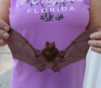 Preserved Intermediate Roundleaf Bat (Hipposideros larvatus) Spread Wings - $45 each; 4 pcs @ $40 each