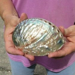 5 Inch Polished green abalone shell for $16 