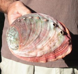 7 inch Natural Red Abalone Shell for Shell for $20