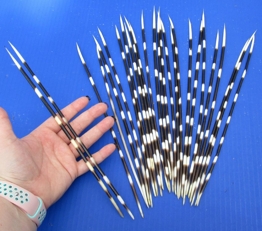 25 Porcupine quills 11 to 12 inches