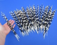 100 Porcupine Quills 10 to 14 inches - You are buying the quills shown for $70.00 