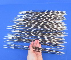 100 Porcupine Quills 11 to 17 inches for $70.00 