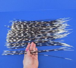 100 Porcupine Quills 14 to 18 inches for $70.00 