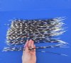 100 Porcupine Quills 14 to 18 inches - You are buying the quills shown for $70.00 