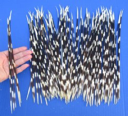 100 Porcupine quills 9 to 13 inches for $80.00