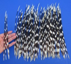 100 Porcupine quills 9 to 14 inches for $80.00