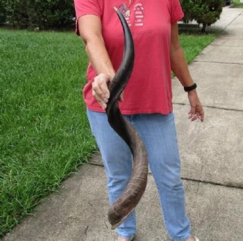 Polished Kudu horn measuring 38 inches - $110