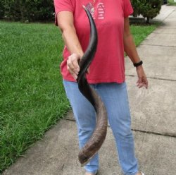 Polished Kudu horn ...