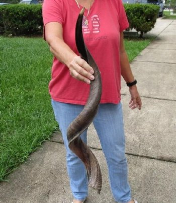 Polished Kudu horn measuring 38 inches - $110