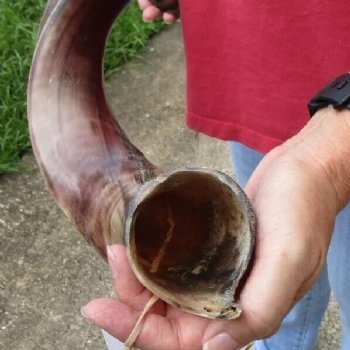 Polished Kudu horn measuring 38 inches - $110