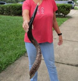 Polished Kudu horn ...