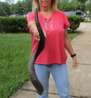 Polished Kudu horn measuring 35 inches - $110