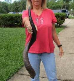 Polished Kudu horn ...