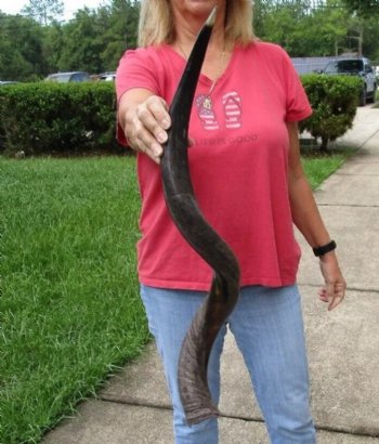 Polished Kudu horn measuring 35 inches - $110