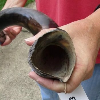 Polished Kudu horn measuring 35 inches - $110