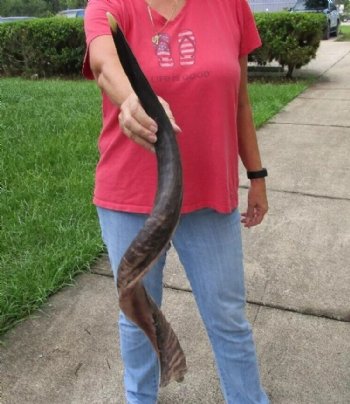 Polished Kudu horn measuring 35 inches - $110
