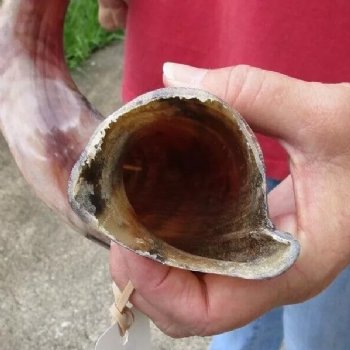 Polished Kudu horn measuring 35 inches - $110