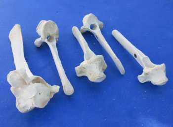 Wholesale Water Buffalo Thoracic Vertebra Bones (7" to 10") - 5 pcs @ $4.00 each; 30 pcs @ $3.60 each