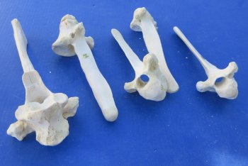 Wholesale Water Buffalo Thoracic Vertebra Bones (7" to 10") - 5 pcs @ $4.00 each; 30 pcs @ $3.60 each