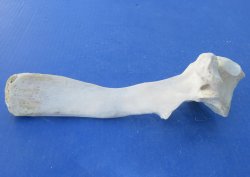Wholesale Water Buffalo Thoracic Vertebra Bones (7" to 10") - 5 pcs @ $4.00 each; 30 pcs @ $3.60 each