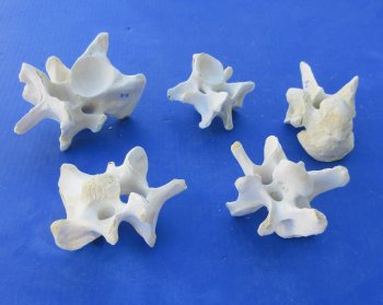Wholesale Water Buffalo Cervical Vertebra Bones (Bubalus bubalis) - 5 pcs @ $4.00 each; 30 pcs @ $3.60 each