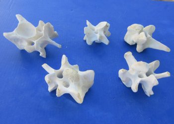 Wholesale Water Buffalo Cervical Vertebra Bones (Bubalus bubalis) - 5 pcs @ $4.00 each; 30 pcs @ $3.60 each