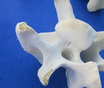 Wholesale Water Buffalo Cervical Vertebra Bones (Bubalus bubalis) - 5 pcs @ $4.00 each; 30 pcs @ $3.60 each
