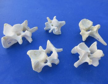 Wholesale Water Buffalo Cervical Vertebra Bones (Bubalus bubalis) - 5 pcs @ $4.00 each; 30 pcs @ $3.60 each