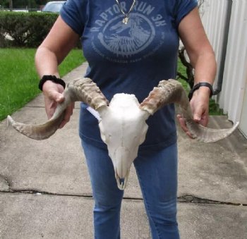African Merino Ram/Sheep Skull with 24 and 25 inch Horns, available for purchase - $155