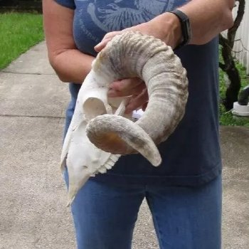 African Merino Ram/Sheep Skull with 24 and 25 inch Horns, available for purchase - $155
