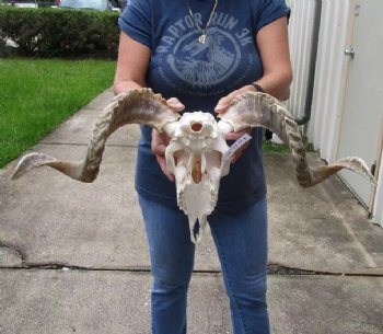African Merino Ram/Sheep Skull with 24 and 25 inch Horns, available for purchase - $155