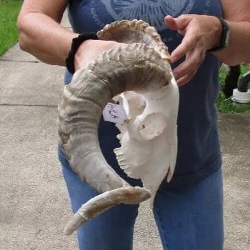 African Merino Ram/Sheep Skull with 24 and 25 inch Horns, available for purchase - $155