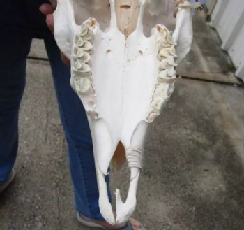 African Merino Ram/Sheep Skull with 24 and 25 inch Horns, available for purchase - $155