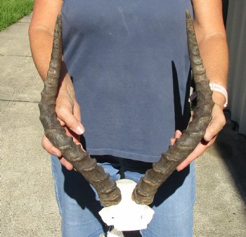 17-18 inch impala skull plate and horns for $55 