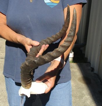 17-18 inch impala skull plate and horns for $55 