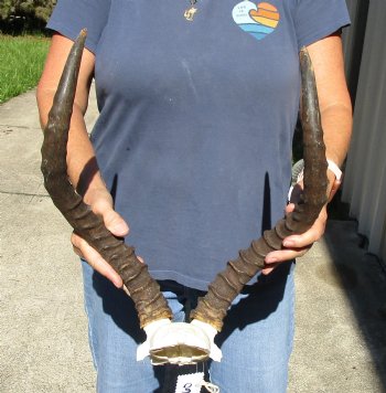 17-18 inch impala skull plate and horns for $55 