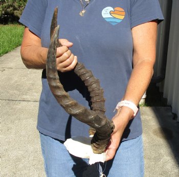 17-18 inch impala skull plate and horns for $55 