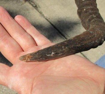 17-18 inch impala skull plate and horns for $55 