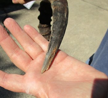 17-18 inch impala skull plate and horns for $55 