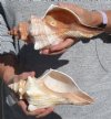 Fox Shells Hand Picked Pricing