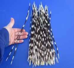 11 to 14 inch African Porcupine Quills (Hystrix africaeaustralis), 100 piece lot for $70